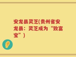安龙县灵芝(贵州省安龙县：灵芝成为“致富宝”)