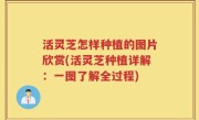 活灵芝怎样种植的图片欣赏(活灵芝种植详解：一图了解全过程)