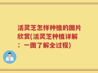 活灵芝怎样种植的图片欣赏(活灵芝种植详解：一图了解全过程)