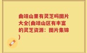 曲靖山里有灵芝吗图片大全(曲靖山区有丰富的灵芝资源：图片集锦)