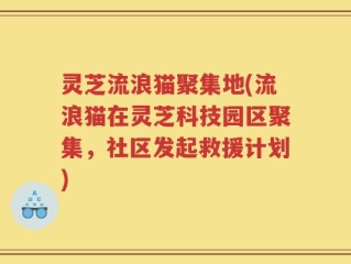 灵芝流浪猫聚集地(流浪猫在灵芝科技园区聚集，社区发起救援计划)