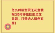 怎么种巨型灵芝花盆栽呢(如何种植巨型灵芝盆栽，打造诱人绿色家居)