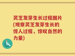 灵芝发芽生长过程图片(观察灵芝发芽生长的惊人过程，惊叹自然的力量)