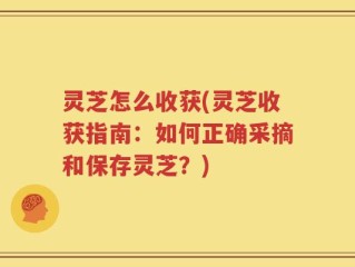 灵芝怎么收获(灵芝收获指南：如何正确采摘和保存灵芝？)