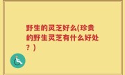 野生的灵芝好么(珍贵的野生灵芝有什么好处？)