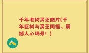 千年老树灵芝图片(千年巨树与灵芝同框，震撼人心场景！)