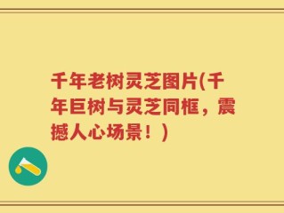 千年老树灵芝图片(千年巨树与灵芝同框，震撼人心场景！)