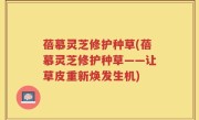 蓓慕灵芝修护种草(蓓慕灵芝修护种草——让草皮重新焕发生机)