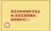 灵芝没开伞的样子怎么办(当灵芝遇到雨天，如何保护它？)