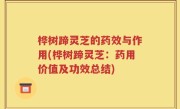 桦树蹄灵芝的药效与作用(桦树蹄灵芝：药用价值及功效总结)