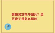 粪便灵芝孢子图片？灵芝孢子是怎么样的