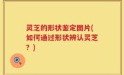 灵芝的形状鉴定图片(如何通过形状辨认灵芝？)