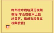 梅州椴木栽培灵芝视频教程(学会在椴木上栽培灵芝，梅州农民分享视频教程)