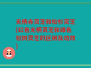 无柄赤灵芝和松杉灵芝(红色无柄灵芝和绿色松树灵芝的区别及功效)