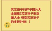灵芝孢子的样子图片大全图集(灵芝孢子形态图大全 观察灵芝孢子的多样外貌！)