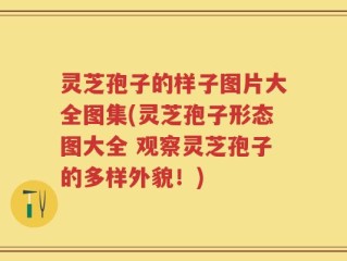 灵芝孢子的样子图片大全图集(灵芝孢子形态图大全 观察灵芝孢子的多样外貌！)