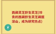 西藏灵芝野生灵芝(珍贵的西藏野生灵芝藏匿深山，成为研究热点)