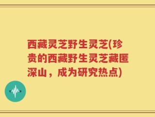 西藏灵芝野生灵芝(珍贵的西藏野生灵芝藏匿深山，成为研究热点)