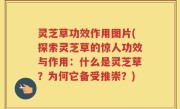 灵芝草功效作用图片(探索灵芝草的惊人功效与作用:什么是灵芝草?为何它备受推崇?)