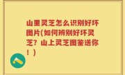 山里灵芝怎么识别好坏图片(如何辨别好坏灵芝？山上灵芝图鉴送你！)
