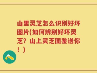 山里灵芝怎么识别好坏图片(如何辨别好坏灵芝？山上灵芝图鉴送你！)