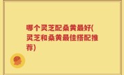 哪个灵芝配桑黄最好(灵芝和桑黄最佳搭配推荐)