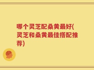 哪个灵芝配桑黄最好(灵芝和桑黄最佳搭配推荐)