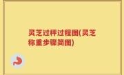 灵芝过秤过程图(灵芝称重步骤简图)