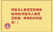 何首乌人参灵芝熟地有啥功效(何首乌人参灵芝熟地：神奇的中药组合！)