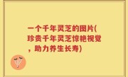 一个千年灵芝的图片(珍贵千年灵芝惊艳视觉，助力养生长寿)