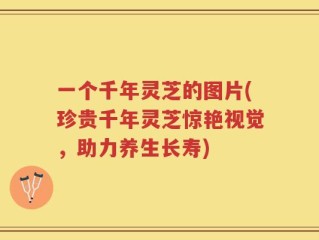 一个千年灵芝的图片(珍贵千年灵芝惊艳视觉，助力养生长寿)