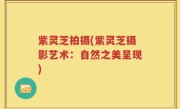 紫灵芝拍摄(紫灵芝摄影艺术:自然之美呈现)