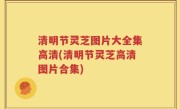清明节灵芝图片大全集高清(清明节灵芝高清图片合集)