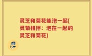 灵芝和菊花能泡一起(灵菊相伴：泡在一起的灵芝和菊花)