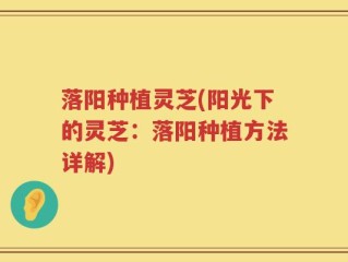 落阳种植灵芝(阳光下的灵芝：落阳种植方法详解)