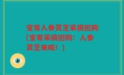 宝哥人参灵芝采摘团购(宝哥采摘团购：人参灵芝来啦！)