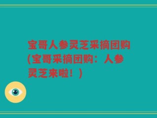 宝哥人参灵芝采摘团购(宝哥采摘团购：人参灵芝来啦！)