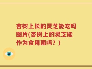 杏树上长的灵芝能吃吗图片(杏树上的灵芝能作为食用菌吗？)