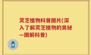 灵芝植物科普图片(深入了解灵芝植物的奥秘—图解科普)
