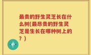 最贵的野生灵芝长在什么树(最昂贵的野生灵芝是生长在哪种树上的？)