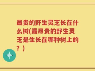 最贵的野生灵芝长在什么树(最昂贵的野生灵芝是生长在哪种树上的？)