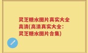 灵芝糖水图片真实大全高清(高清真实大全：灵芝糖水图片合集)