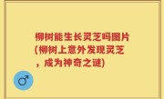 柳树能生长灵芝吗图片(柳树上意外发现灵芝，成为神奇之谜)