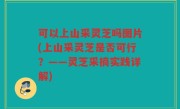 可以上山采灵芝吗图片(上山采灵芝是否可行？——灵芝采摘实践详解)