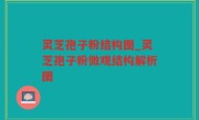 灵芝孢子粉结构图_灵芝孢子粉微观结构解析图