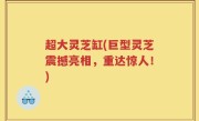 超大灵芝缸(巨型灵芝震撼亮相，重达惊人！)