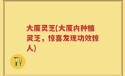 大厦灵芝(大厦内种植灵芝，惊喜发现功效惊人)