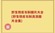 野生铁皮石斛图片大全(野生铁皮石斛高清图片合集)