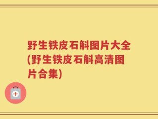 野生铁皮石斛图片大全(野生铁皮石斛高清图片合集)