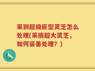 采到超级巨型灵芝怎么处理(采摘超大灵芝，如何妥善处理？)